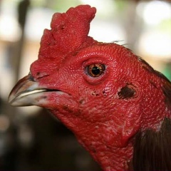 Adisak Janpratak, 28.02.1995