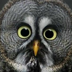 Роман Корсун, Калининград