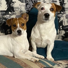 Альберт Куртанидзе, 03.05.1990, Санкт-Петербург