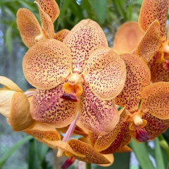 Марина Гольцер, 15.10.1985, Набережные Челны