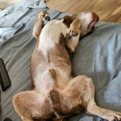 Даниил Ворон, 08.01.1985, Санкт-Петербург