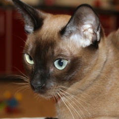 Татьяна Расторгуева, 20.03.1981, Воронеж