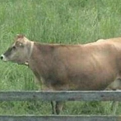 Любовь Николаева, 06.03.1905