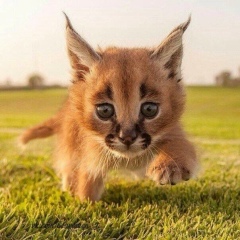 Даня Депп, 18.01, Москва