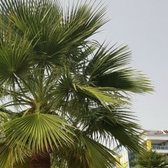 Оля Мазухина, Пионерский