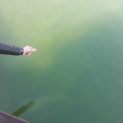 Рамзан Мусхажиев