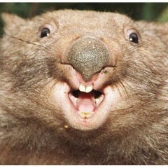 Муравей Нов