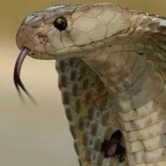 Олесь Валерієвич, 14.07.1901, Chicago