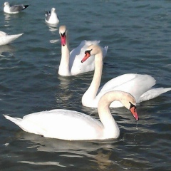 Алмас Турашев, 24.07, Актау