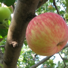 Сергей Суханов, 03.03.1972, Алтай (Зыряновск)