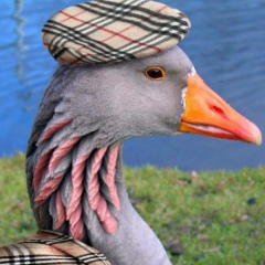 Густав Щипачёв, 02.02