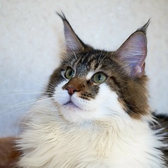 Мария Колли, 25.03, Омск