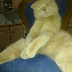 Антон Маркушев, Санкт-Петербург