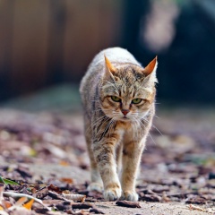 Карина Калинина
