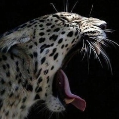 Fergus Mccloud, 24.07.1995, New Orleans