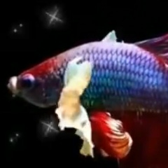 Ханна Мазаева