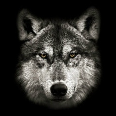 Владимир Семенякин, Санкт-Петербург