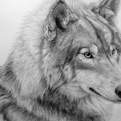 Александр Карпуть, 21.07.1985, Киев