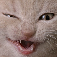 Радик Пак, Оренбург