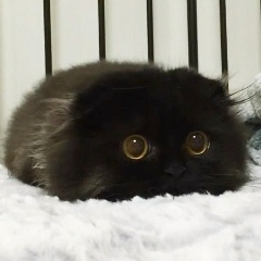 Андрей Синица, 29.07.1984, Одесса