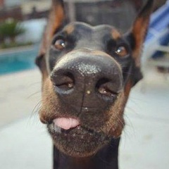 Димарик Козлов, 01.01.1985, Las Vegas