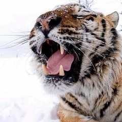 Сулейман Бахмудов, 21.05.1992, Махачкала