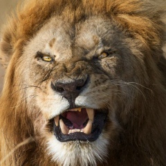 Лев Толстой, 17.01