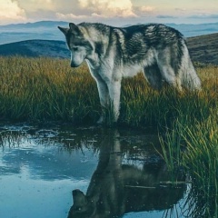 Иван Александров, 12.05