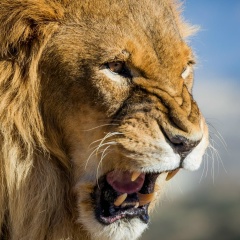 Паата Когуашвили, 08.08.1985, Москва