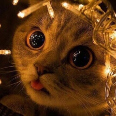 Алексей Красовский, 25.03.1983, Санкт-Петербург