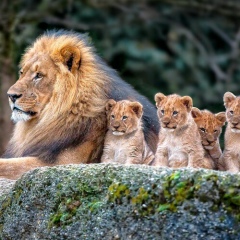 Sos Ambalov, 14.05, Алагир