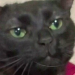 Боря Светлый, 28.11