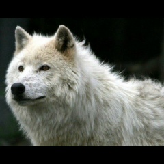 Маариф Матляпов, 25.06, Алматы