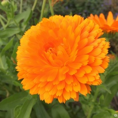 Магдалина Вилежанинова, 04.06, Сыктывкар