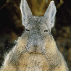 Александр Хасанов, 19.06, Желтые Воды