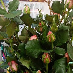 Светлана Котик, 29.03, Ижевск