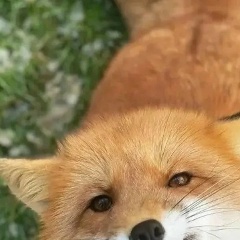 Глумиха Фрост, 13.11, Москва