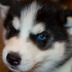 Aristo Nv, Тюмень