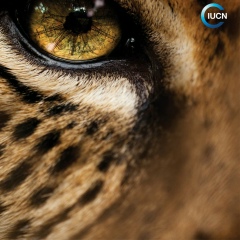 Jerico Peinado, 06.06.1983