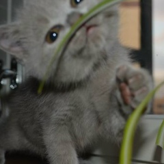 Влад Ковтун, 21.12.1980, Санкт-Петербург