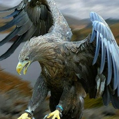 Имран Гарданов, 03.09.2006