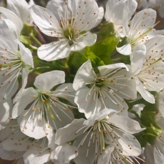 Narine Geghamyan, 25.11.1983