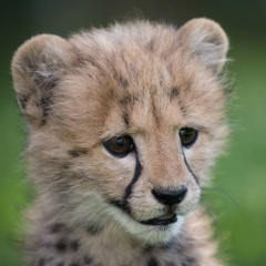 Елена Губенко, 20.02.1969