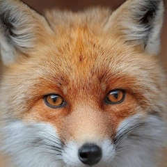 Наталья Мусихина