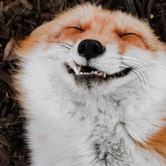 Ваня Сапрыкин