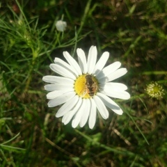 Татьяна Ашмяна, 25.09.1988