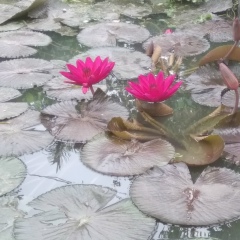 Moon Moon, 21.09.1997