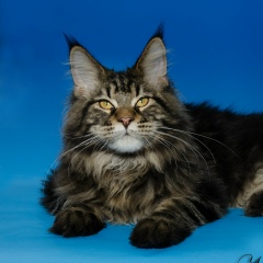 Ольга Куницкая, Сургут