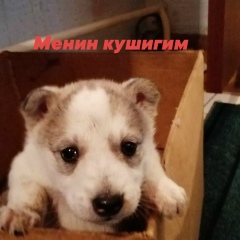 Еркеболат Тилеукожа, 11.12.2004