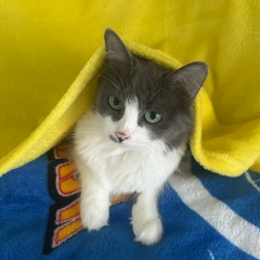 Туту Маммадова, 19.09.1988, Москва